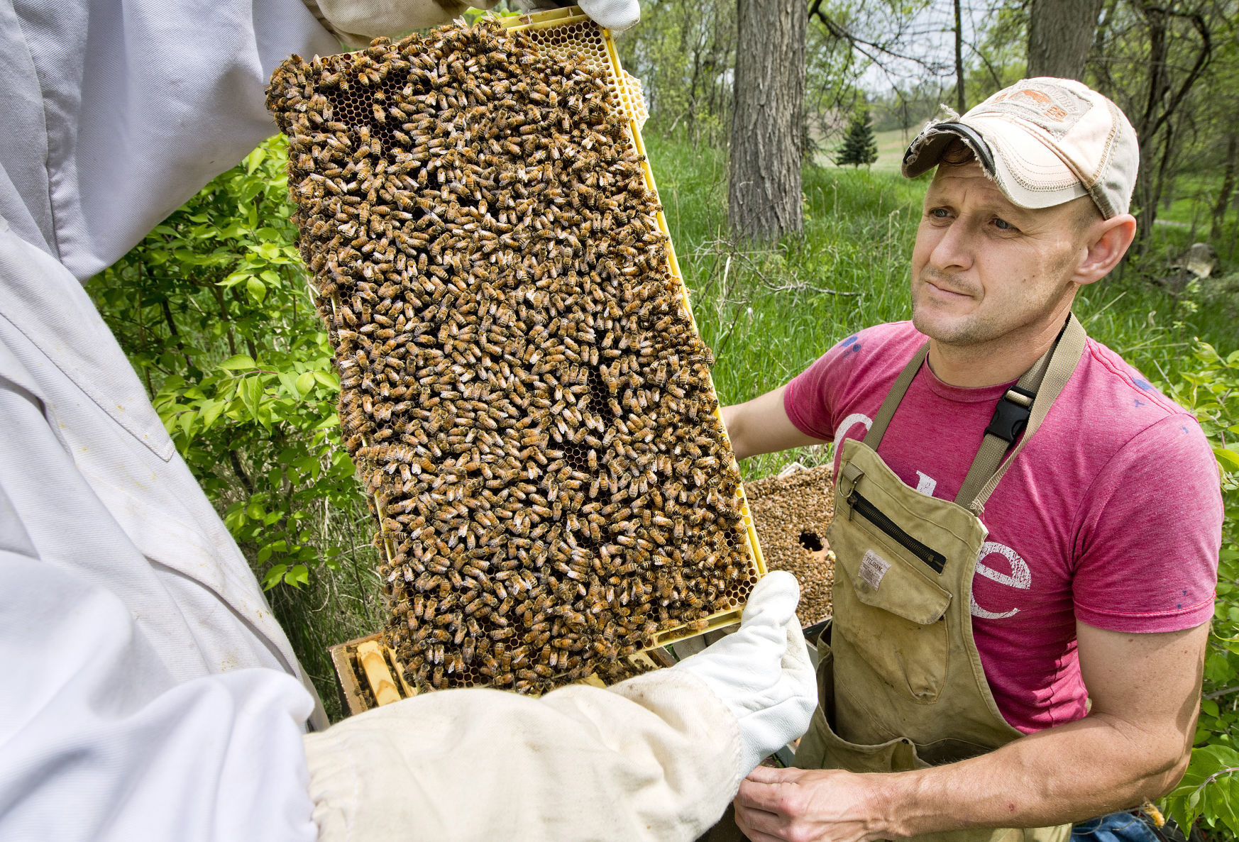Wild Hill Honey new bees